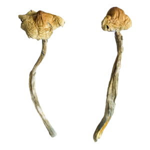 Huautla mushroom