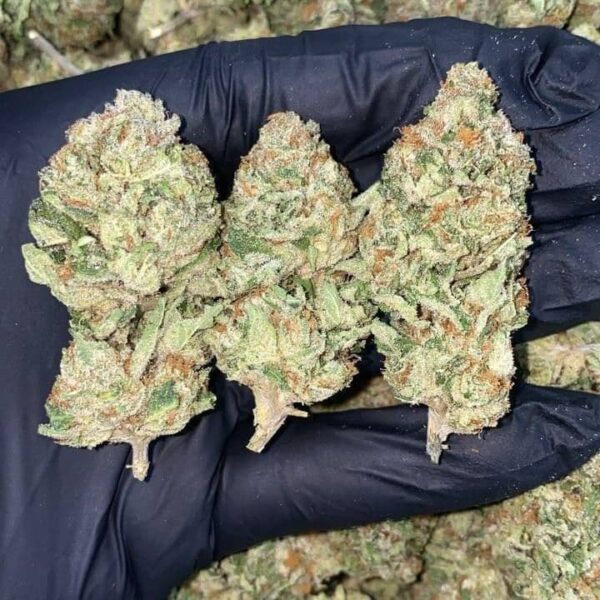 Sour Diesel Strain