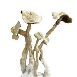 Albino A+ mushroom